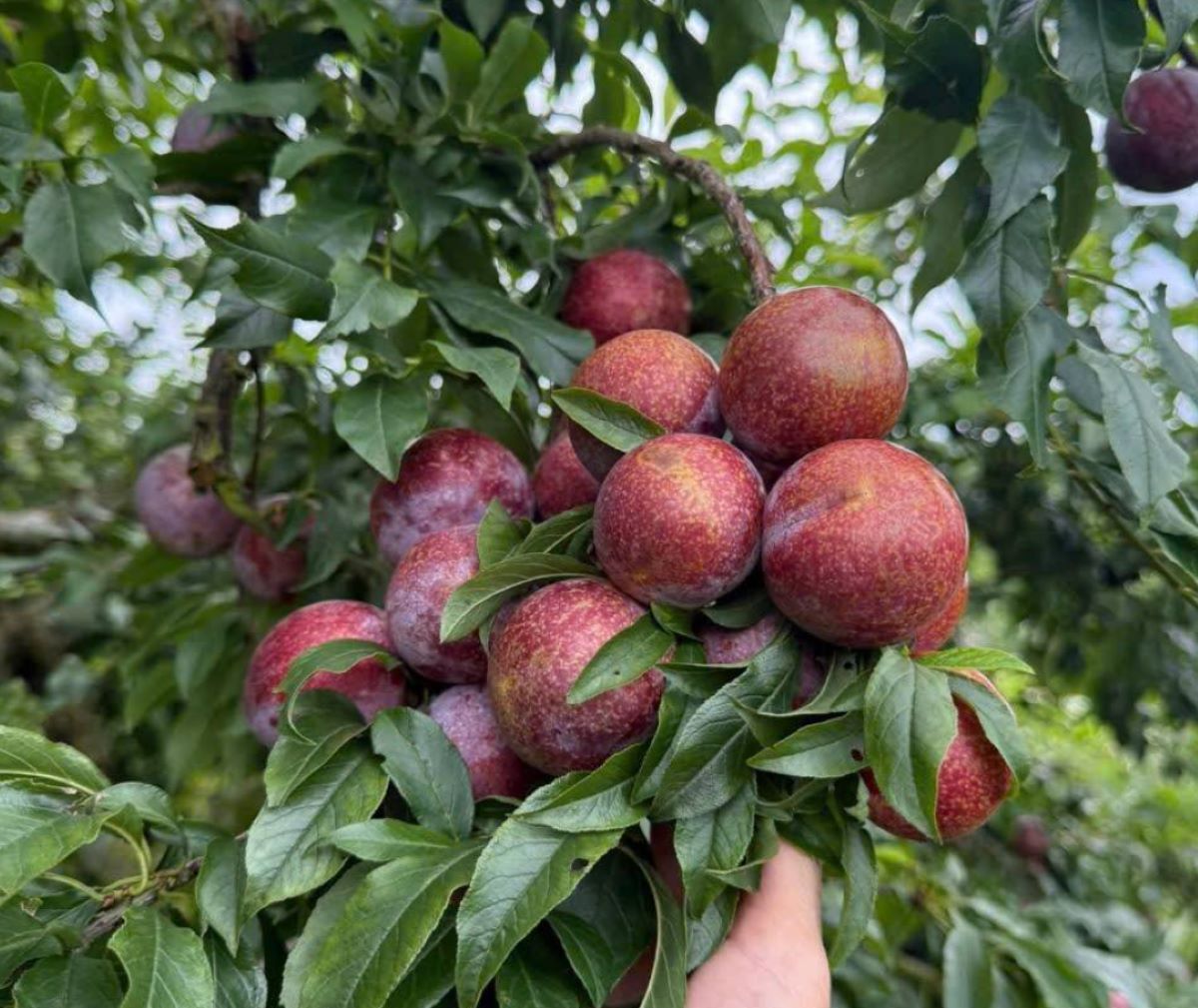 Mận hậu Mộc Châu - Ảnh từ Huyền Mon