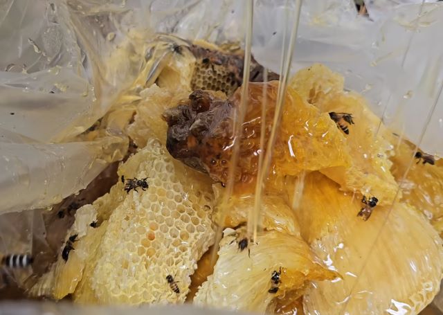 Mật ong rừng nguyên chất Vàng lỏng từ thiên nhiên - Ảnh sưu tầm