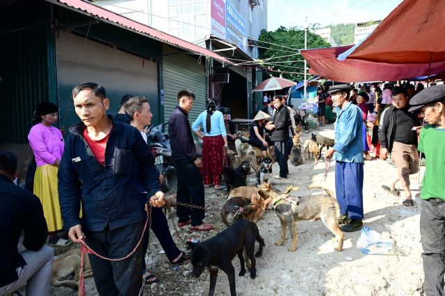Khám phá khu mua bán gia xúc độc đáo - Ảnh từ Đàm Thị Thanh Thủy