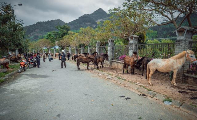 Khu mua bán ngựa, trâu,... ở chợ phiên Bắc Hà - Ảnh sưu tầm