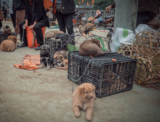 Khu trao đổi buôn bán chó ở chợ phiên Bắc Hà - Ảnh sưu tầm
