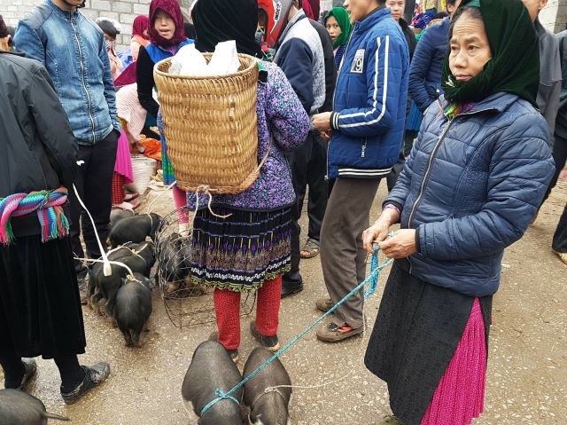 Trải nghiệm khu trao đổi mua bán các gia súc gia cầm của người dân tại phiên chợ Lũng Phìn