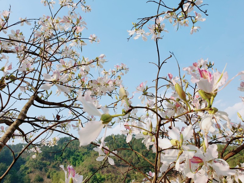 Hoa ban Tây Bắc