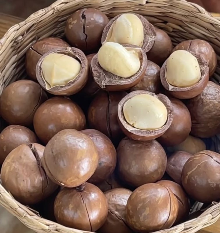 Hạt mắc ca - Ảnh sưu tầm