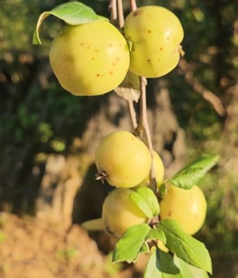 Quả táo mèo