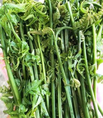 Rau dớn