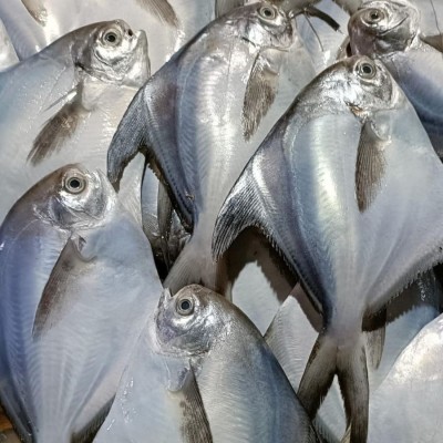 Cá chim trắng