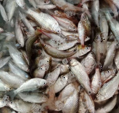 Cá suối
