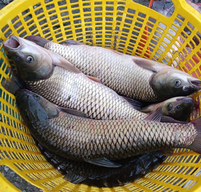 Cá trắm cỏ - Ảnh từ Ma Thị Chiến