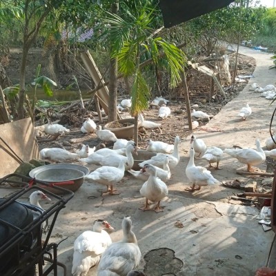 Ngan bản