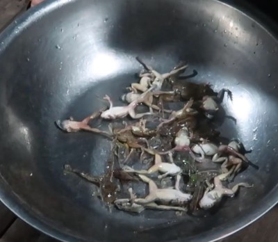 Nhái đồng