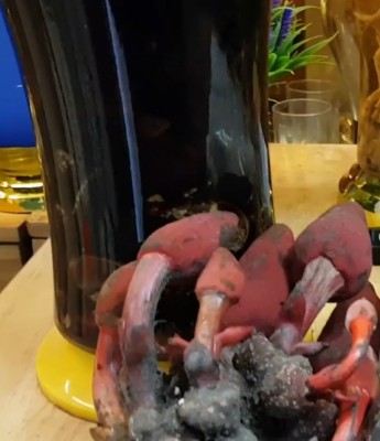 Rượu nấm ngọc cẩu
