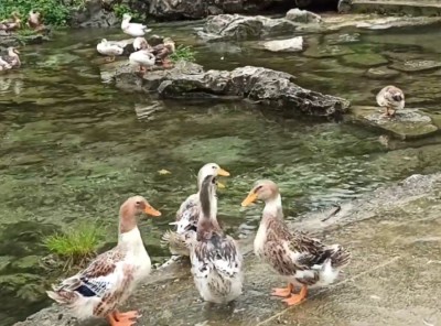Vịt bản