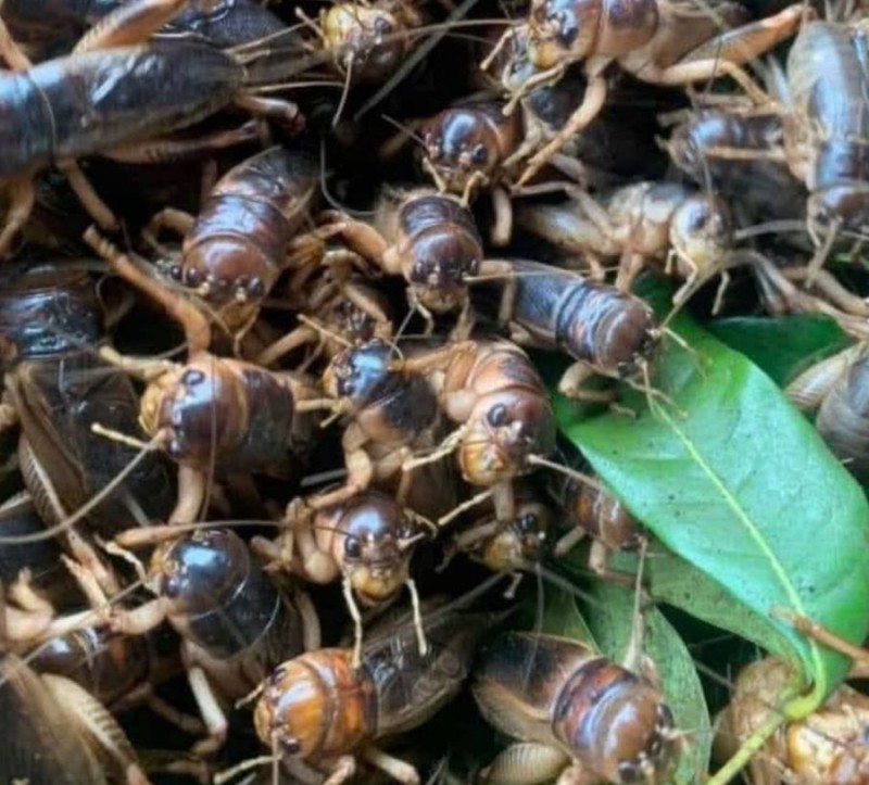 Dế mèn - Ảnh sưu tầm