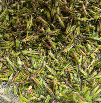 Châu chấu (Cào cào)