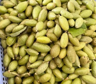 Quả nhót