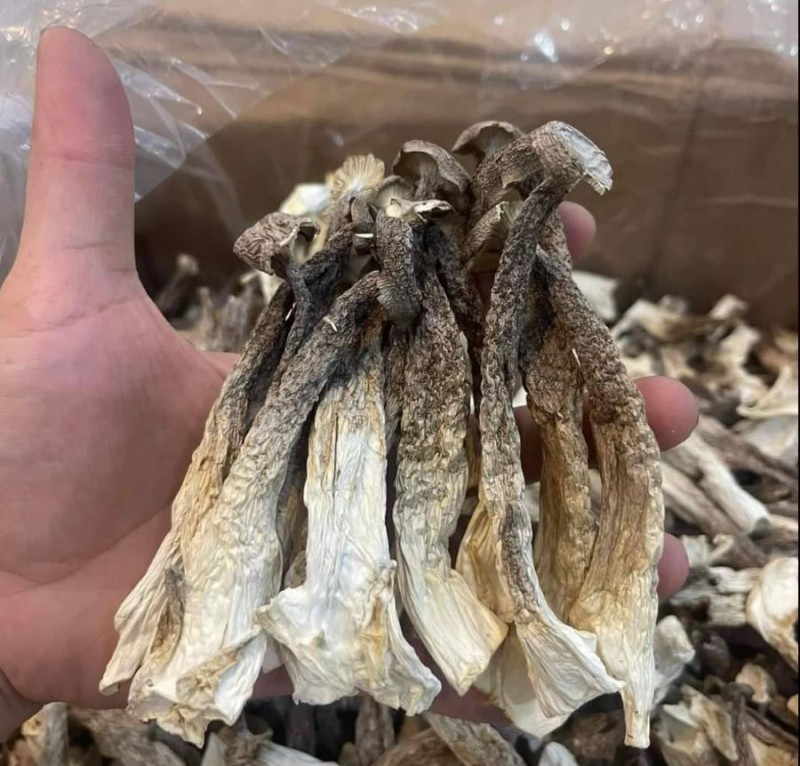 Nấm Lộc Nhung Nấm Nhung Huơu - Ảnh từ An Nhiên