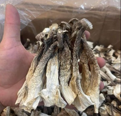 Nấm Lộc Nhung (Nấm Nhung Hươu)