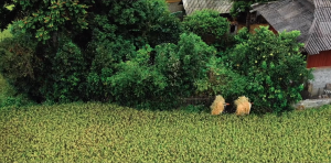 Đặc sản Yên Bái
