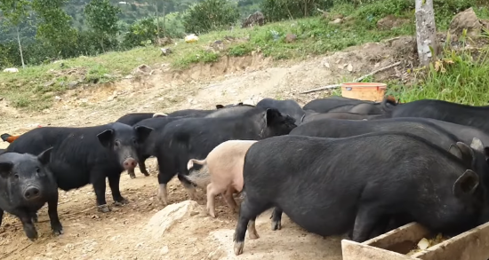 Lợn mán Kim Bảng