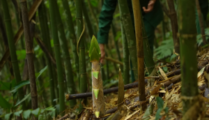 Măng đắng là măng gì - Ảnh từ Thợ Rừng