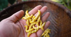 Sâu chít là gì - Ảnh từ Thợ Rừng