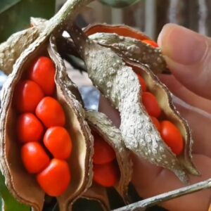 Công dụng của hạt dổi - Ảnh từ Nhà vườn Hoàng Giang