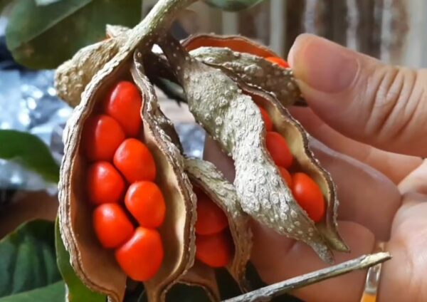 Công dụng của hạt dổi - Ảnh từ Nhà vườn Hoàng Giang