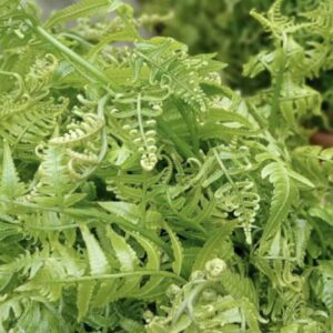 Đặc điểm cây rau dớn - Ảnh sưu tầm