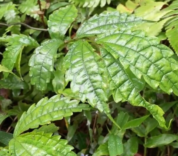 Đặc điểm lá rau đắng - Ảnh từ thinhnongnghiep