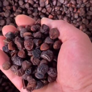 Hạt dổi đã được phơi khô - Ảnh từ HỌ CỐC SAPA