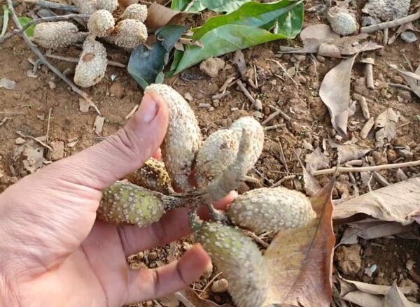 Hạt dổi rừng Tây Bắc - Ảnh từ Giống Cây Dổi Nếp