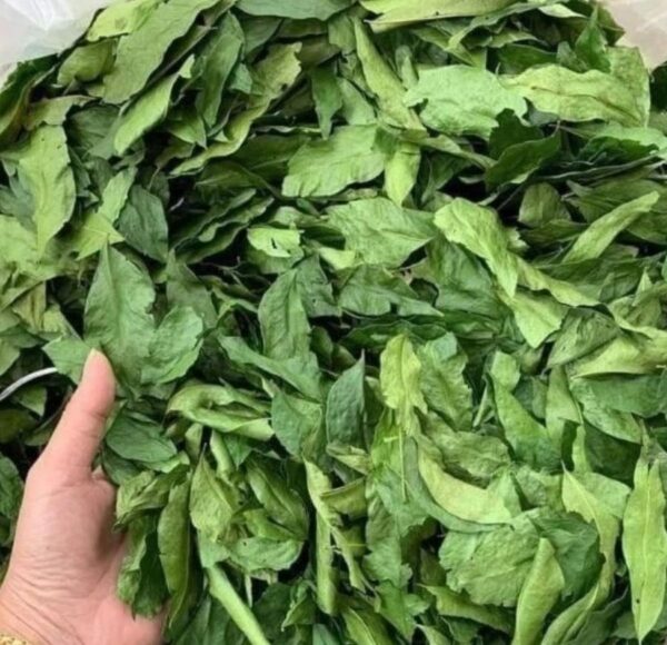 Lá mắc mật khô - Ảnh sưu tầm