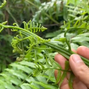 Ngọn non rau dớn rừng - Ảnh sưu tầm