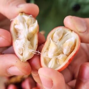 Tác dụng quả thảo quả - Ảnh từ maitaybac