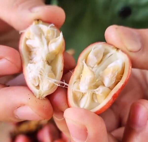 Tác dụng quả thảo quả - Ảnh từ maitaybac