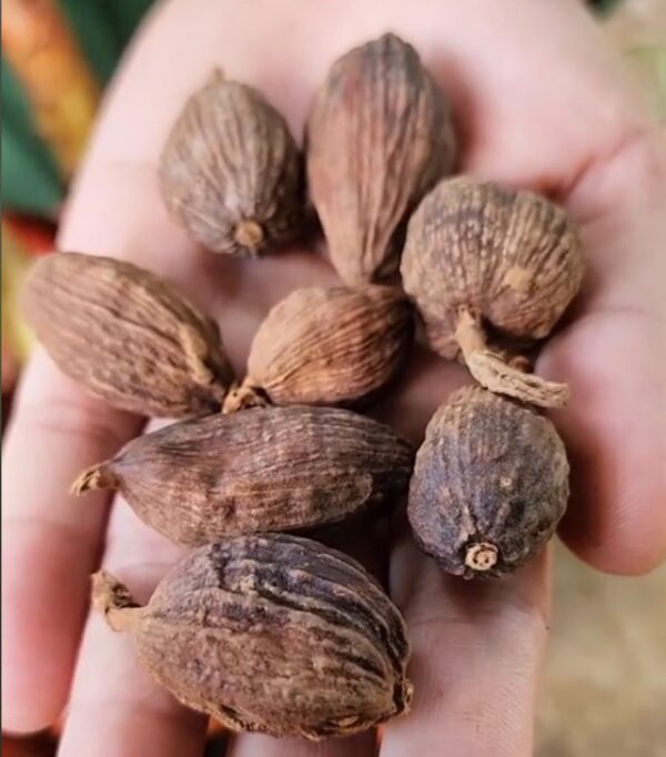 Thảo qua khô - Ảnh từ maitaybac