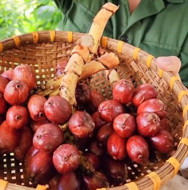 Thảo quả tươi Tây Bắc - Ảnh từ maitaybac