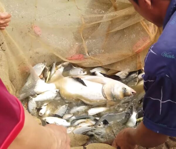 Cá mè được nuôi tự nhiên trong môi trường nước ngọt - Ảnh từ Nhịp Sống Tây Bắc