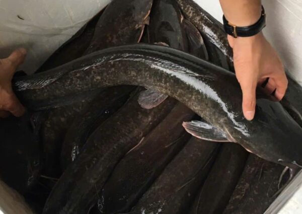Cá trê - Ảnh từ Trần Nguyên