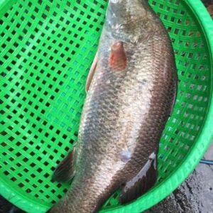 Cá vược biển tươi ngon chất lượng - Ảnh từ Hà Trang