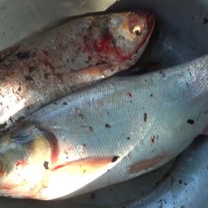 Công dụng của cá mè - Ảnh từ Nhịp Sống Kinh Bắc