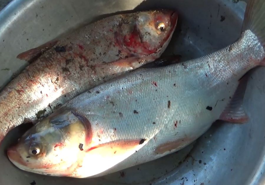 Công dụng của cá mè - Ảnh từ Nhịp Sống Kinh Bắc Công dụng của cá mè - Ảnh từ Nhịp Sống Kinh Bắc