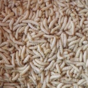 Công dụng của sâu tre - Ảnh từ ĐÔNG BẮC QUÊ TÔI