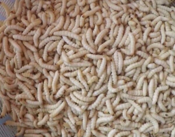 Công dụng của sâu tre - Ảnh từ ĐÔNG BẮC QUÊ TÔI