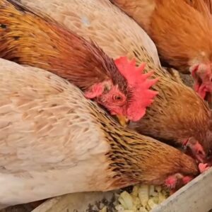 Công dụng và lợi ích khi ăn thịt gà bản - Ảnh từ Country Life My Farm