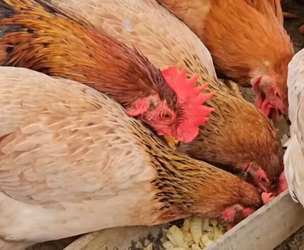 Công dụng và lợi ích khi ăn thịt gà bản - Ảnh từ Country Life My Farm