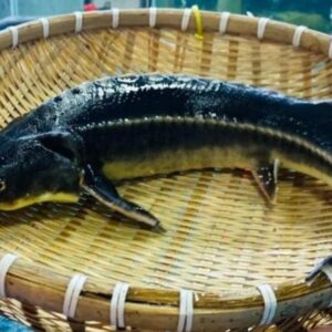 Đặc điểm cá tầm - Ảnh sưu tầm
