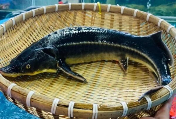 Đặc điểm cá tầm - Ảnh sưu tầm
