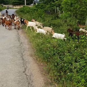 Dê núi được chăn thả trên các đồi núi nên thịt rất săn chắc - Ảnh từ Nhường Dê Giống